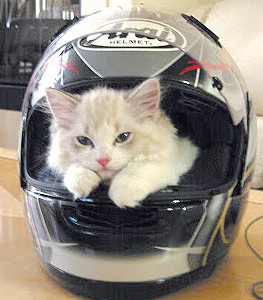 See Kitten Ready For Adoption