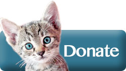 Donate in Cedar Creek Motorsports